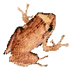 you are listening to our permanent resident, the Puerto Rican coqui tree frog